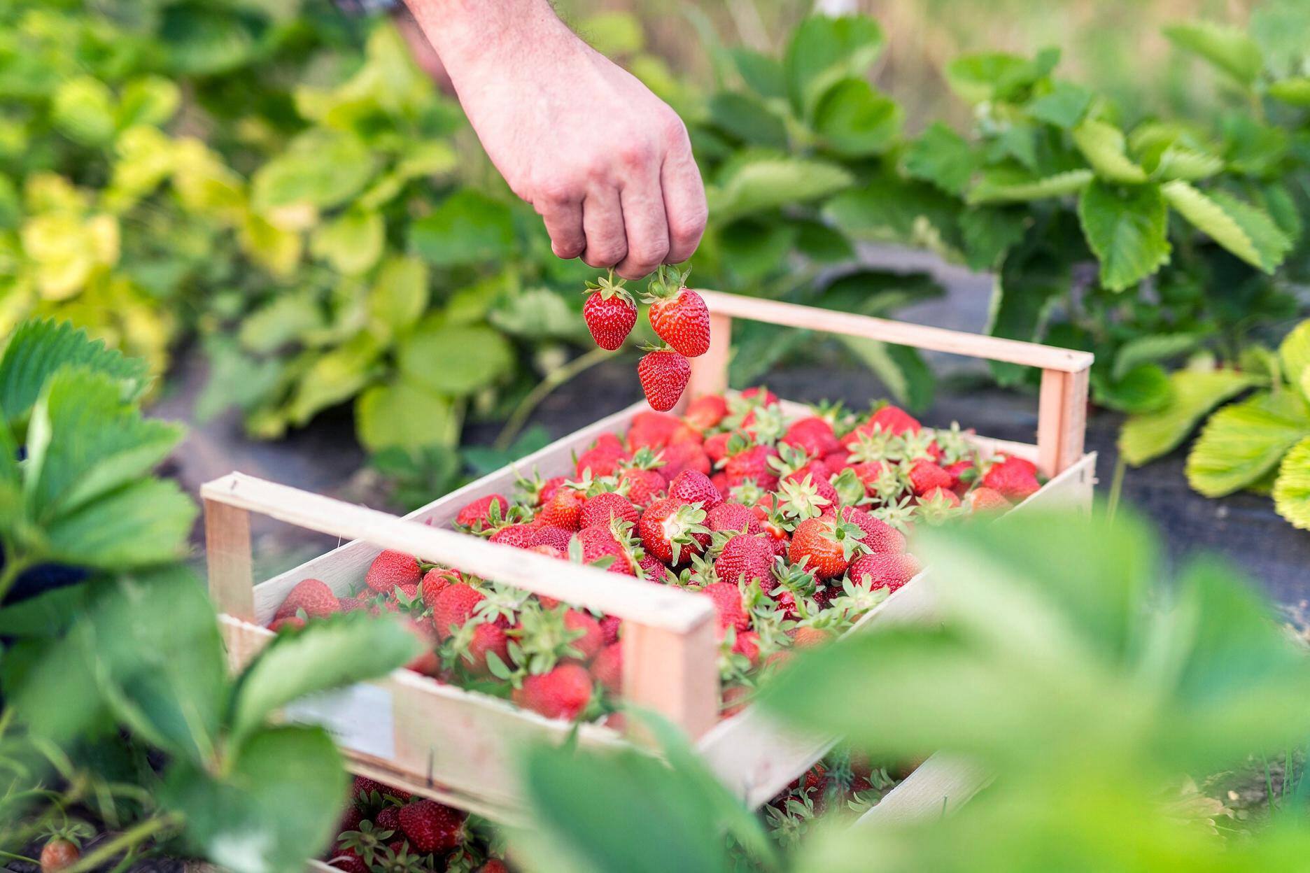 Plantación de frutillas Dulterra